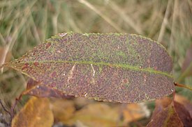 Fig. 1. Ozone symptoms on black cherry (Prunus serotina* Ehrh.). 