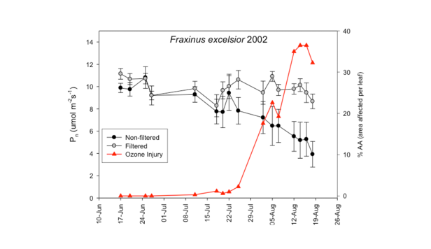 Development of ozone symptoms with simultaneously reduced photosynthesis performance (Pn) on ash (Fraxinus excelsior L.).