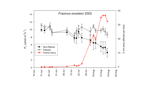 Grafik: Entwicklung von Ozonschäden mit gleichzeitiger Verminderung der Photosyntheseleistung (Pn) an der Esche (Fraxinus excelsior L.). 