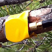 Ultrasound sensor on a pine branch.