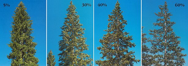 Sanasilva: examples of photos used to assess defoliation in Norway spruce. Photos: WSL