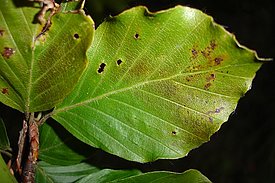 Ozone symptoms on European beech (*Fagus sylvatica* L.). 