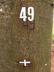 Beech No. 49 with marking at 1.3 m, where the diameter at breast height (DBH) is measured. 