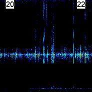 Schallsignale (Frequenz) aus einem Föhrenast 