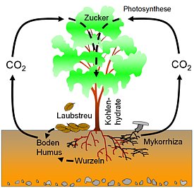Schema zur Funktionsweise der Bodenatmung. 