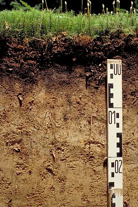 Detail of a forest soil profile with organic layer and mineral soil. 