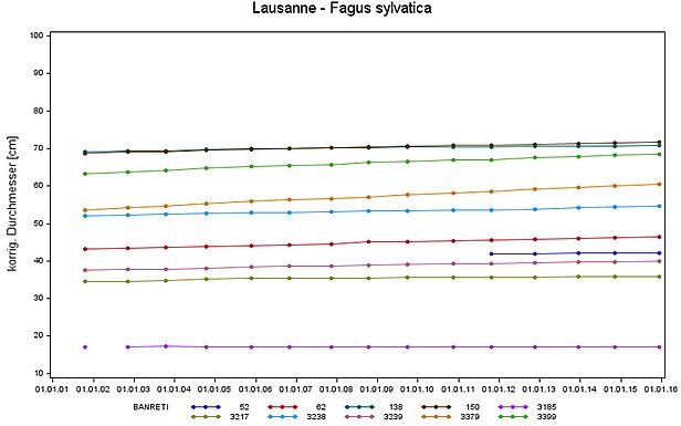 Grafik: Stammdurchmesser auf 1.3 m über Boden von Buchen auf der LWF Fläche Lausanne (VD) von Anfang 2002 bis Anfang 2016.