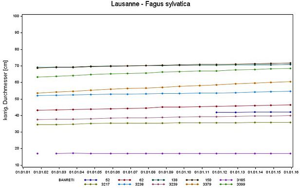 Grafik: Stammdurchmesser auf 1.3 m über Boden von Buchen auf der LWF Fläche Lausanne (VD) von Anfang 2002 bis Anfang 2016.