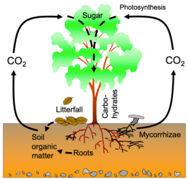 Schematic representation of C fluxes including soil respiration in forests.