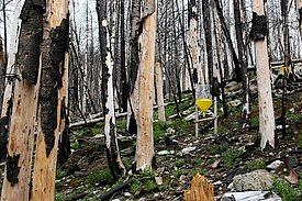 Combination trap used for flying insects in a forest wildfire area.