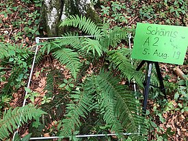 Vegetation quadrat
