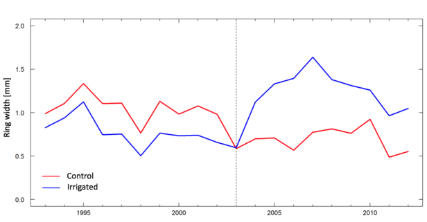 Results of a tree-ring analysis at the Pfynwald forest (Valais) show how irrigation starting in 2003 has influenced the growth of Scots pines.