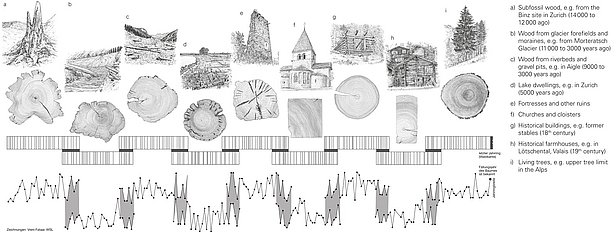Crossdating: synchronizing sequences of tree-ring widths