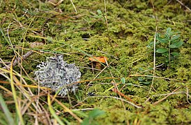 Moss layer as part of the ground vegetation survey in Davos (canton of Grisons).