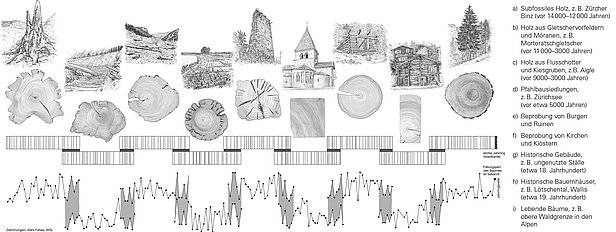 Abb. 2. "Crossdating": Schematische Darstellung des Synchronisierens. Grafik: WSL